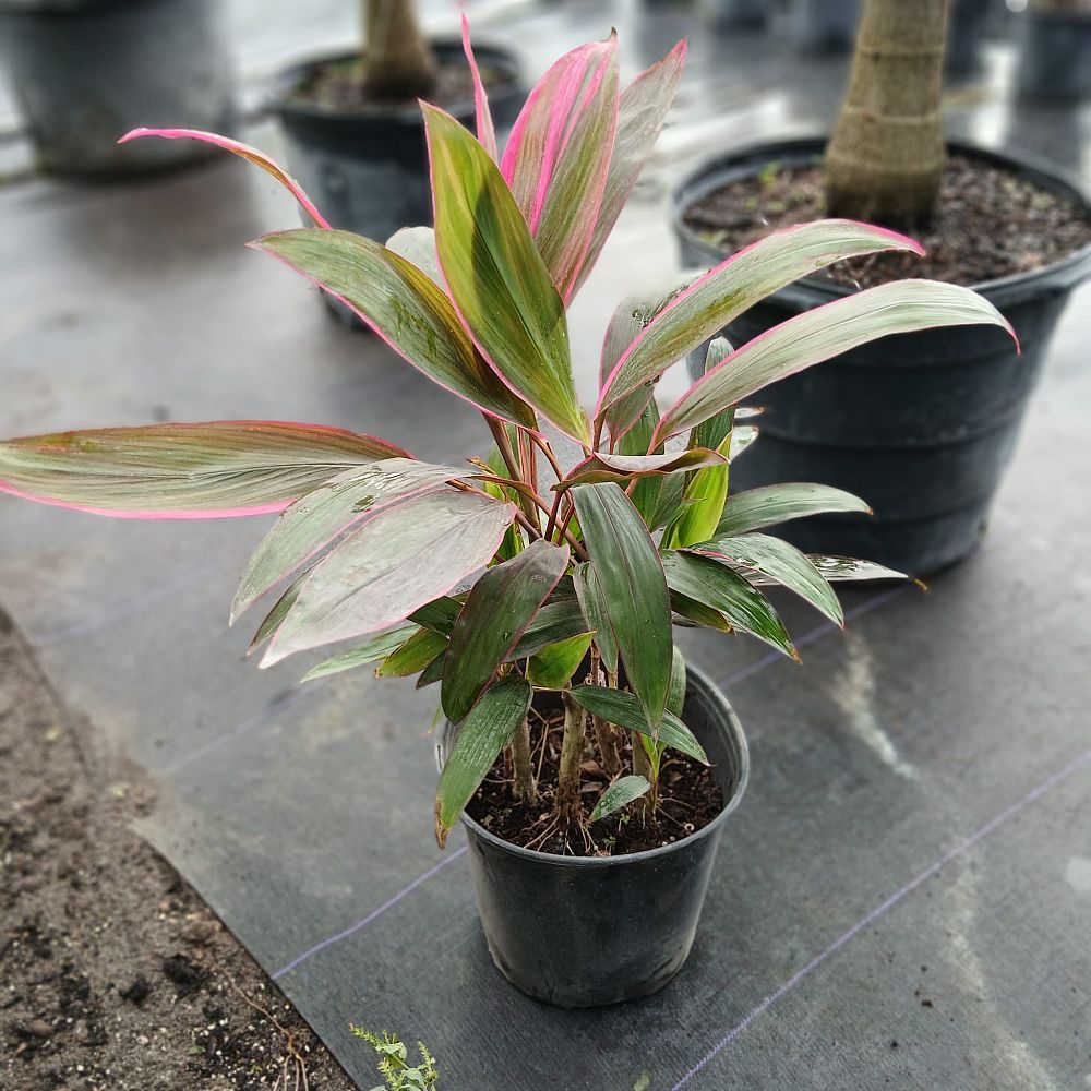 cordyline-fruticosa-red-sister-ti-plant-cordyline-terminalis-dracaena-terminalis