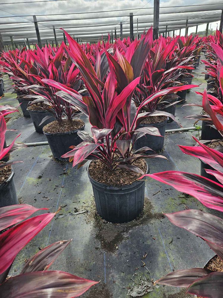 cordyline-fruticosa-red-sister-ti-plant-cordyline-terminalis-dracaena-terminalis