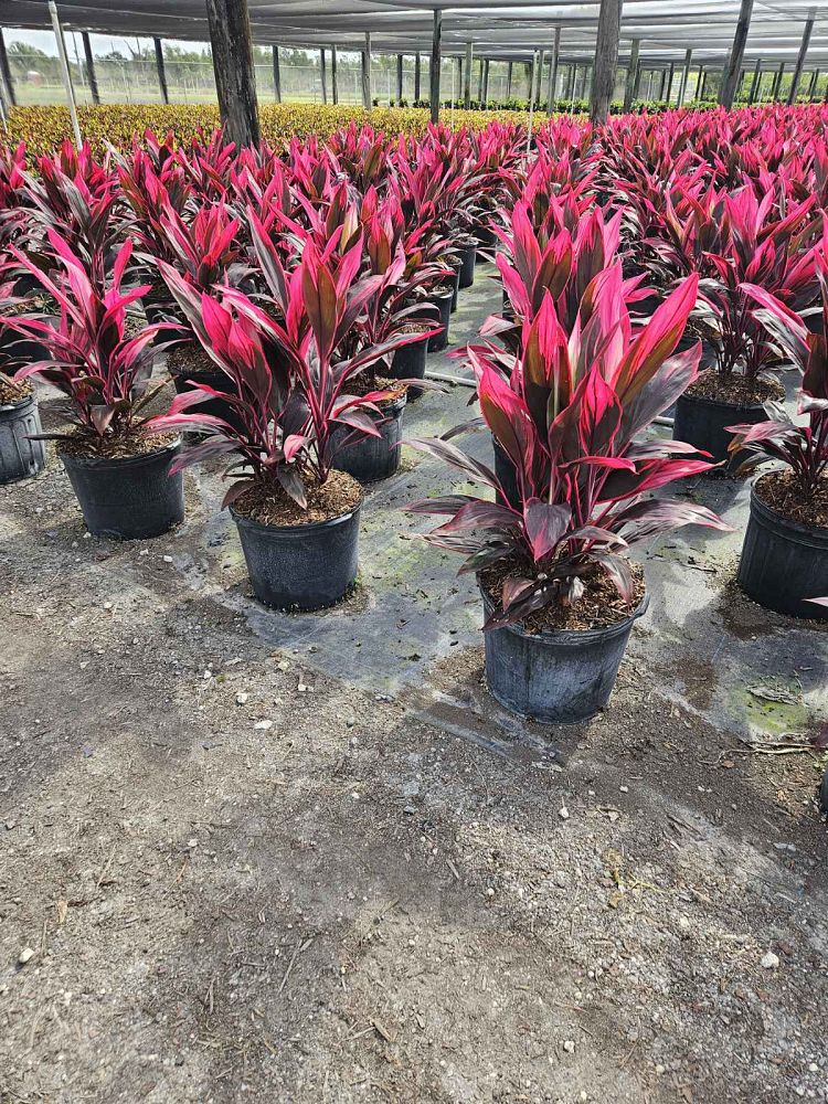 cordyline-fruticosa-red-sister-ti-plant-cordyline-terminalis-dracaena-terminalis
