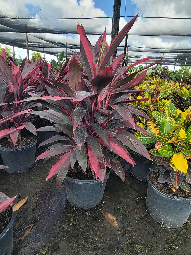 cordyline-fruticosa-red-sister-ti-plant-cordyline-terminalis-dracaena-terminalis