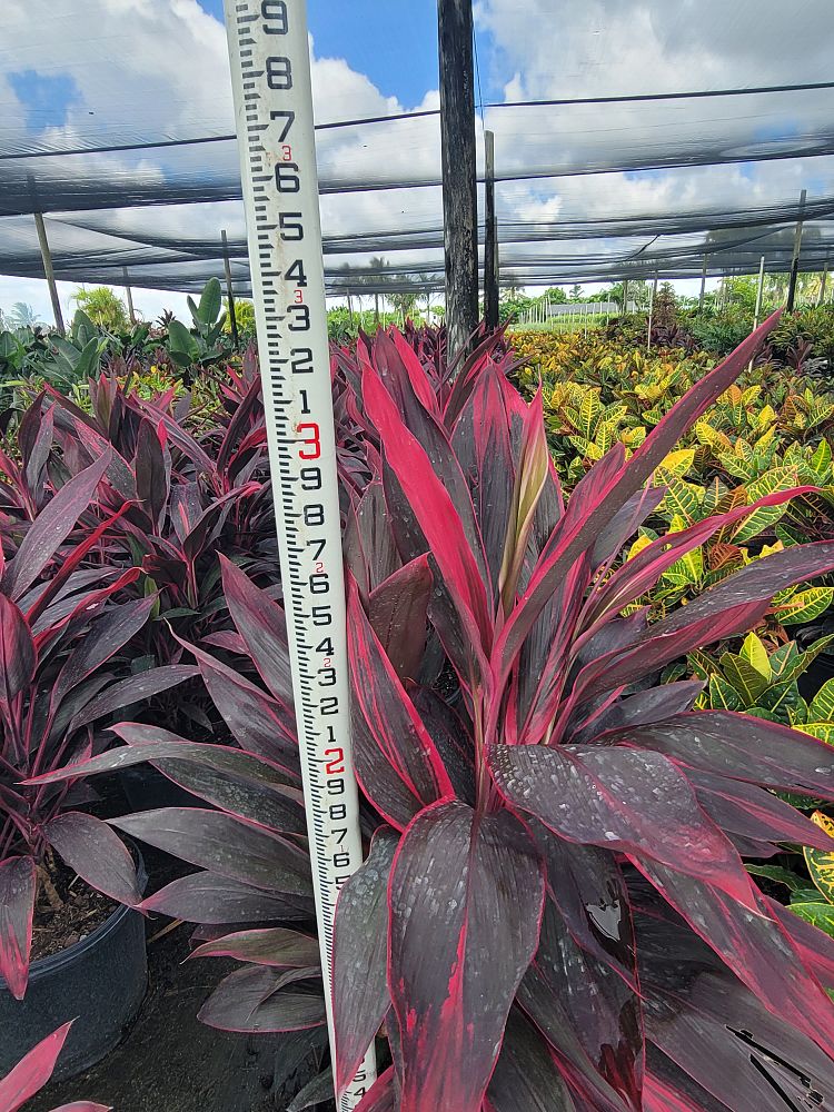 cordyline-fruticosa-red-sister-ti-plant-cordyline-terminalis-dracaena-terminalis