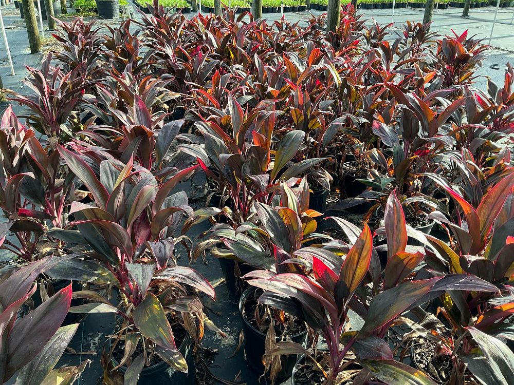 cordyline-fruticosa-red-sister-ti-plant-cordyline-terminalis-dracaena-terminalis