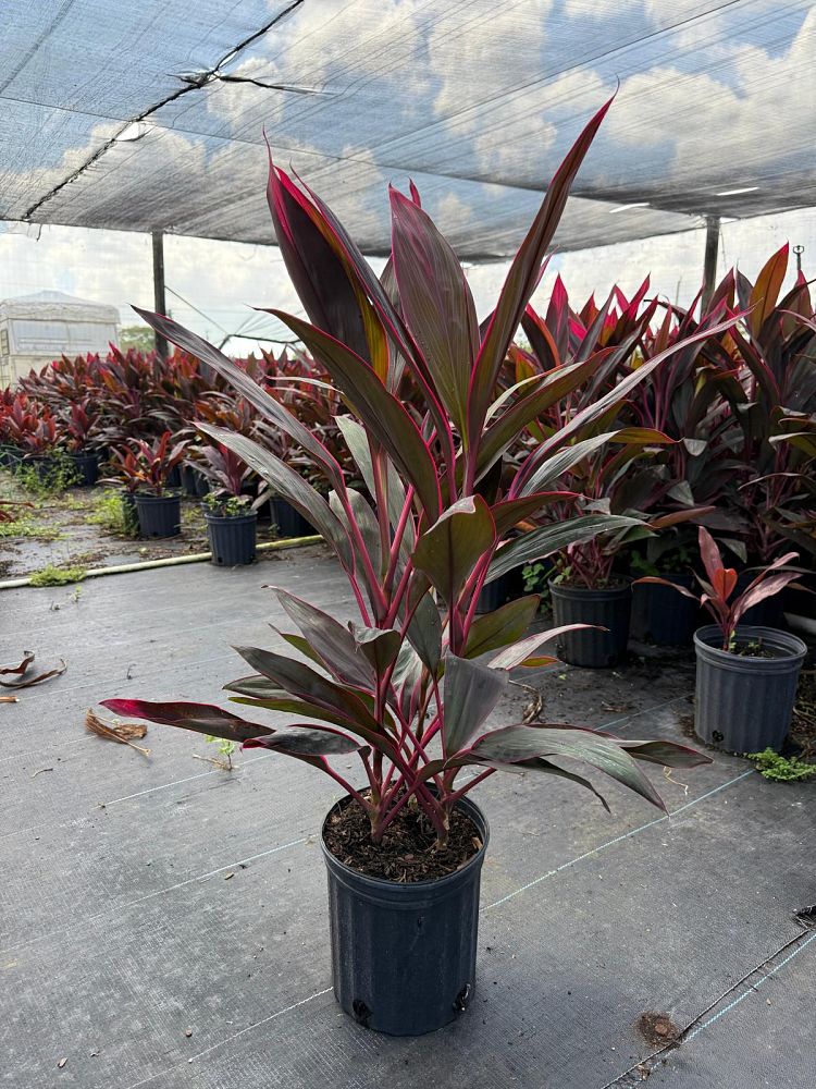cordyline-fruticosa-red-sister-ti-plant-cordyline-terminalis-dracaena-terminalis