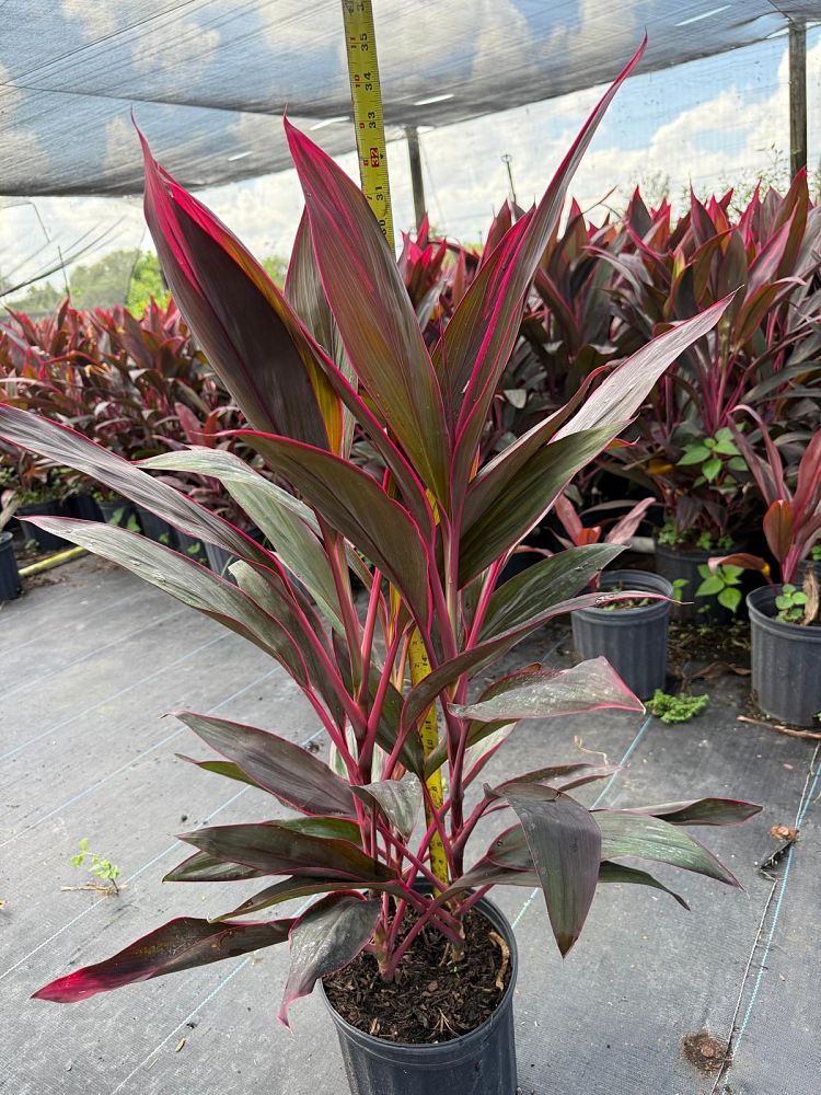 cordyline-fruticosa-red-sister-ti-plant-cordyline-terminalis-dracaena-terminalis