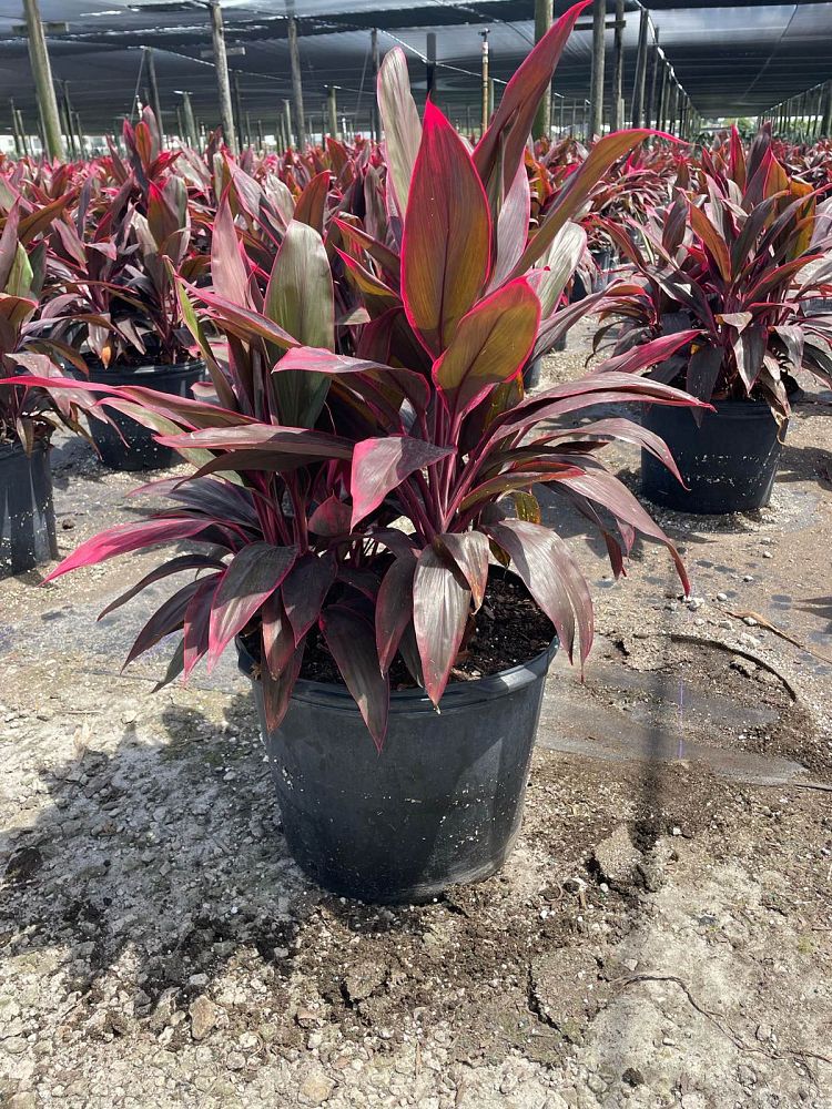 cordyline-fruticosa-red-sister-ti-plant-cordyline-terminalis-dracaena-terminalis
