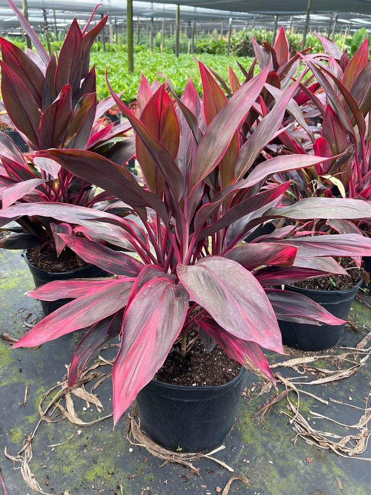 cordyline-fruticosa-red-sister-ti-plant-cordyline-terminalis-dracaena-terminalis