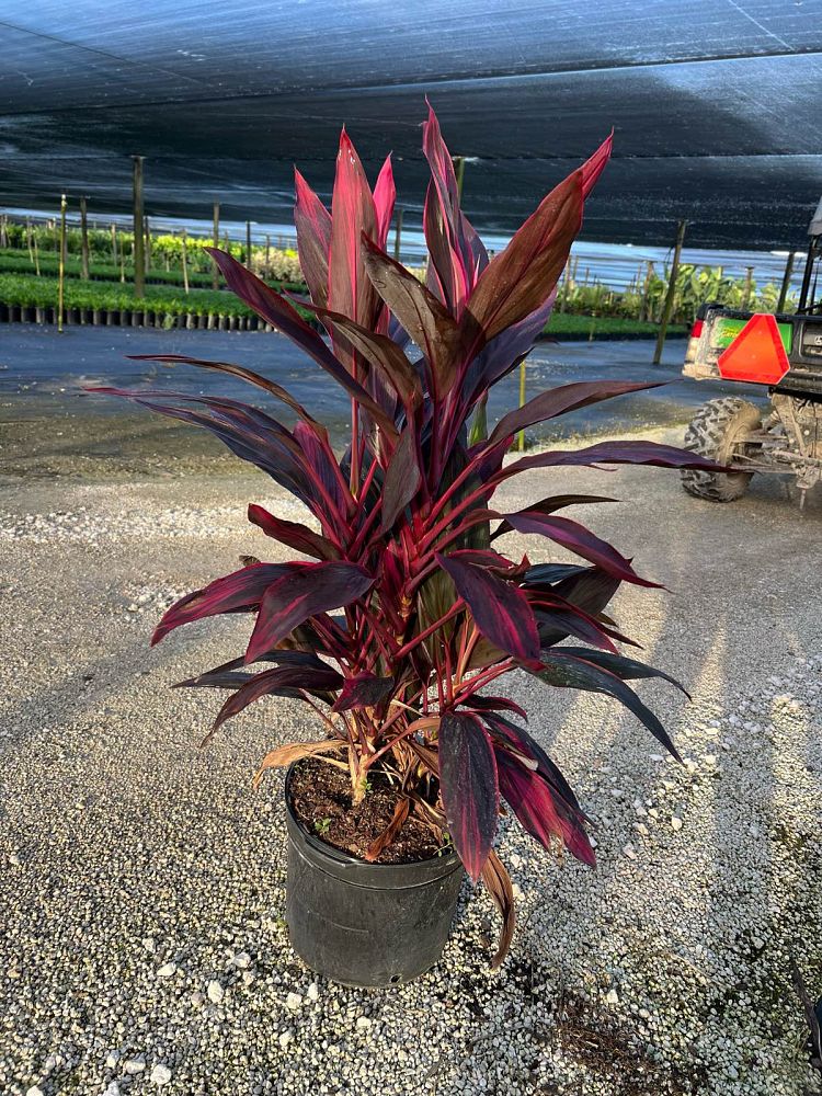 cordyline-fruticosa-red-sister-ti-plant-cordyline-terminalis-dracaena-terminalis