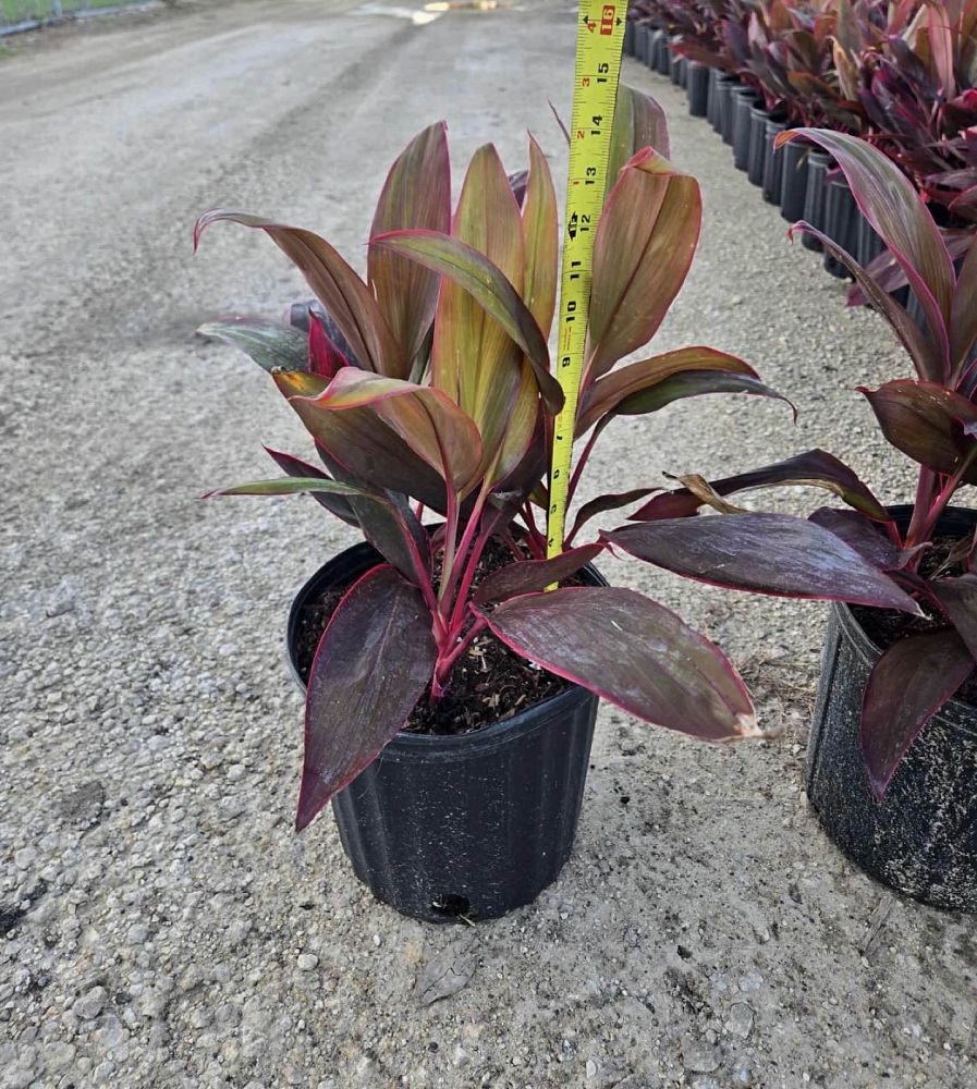 cordyline-fruticosa-red-sister-ti-plant-cordyline-terminalis-dracaena-terminalis