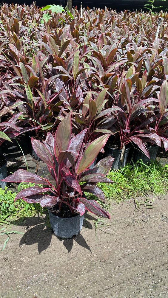 cordyline-fruticosa-red-sister-ti-plant-cordyline-terminalis-dracaena-terminalis
