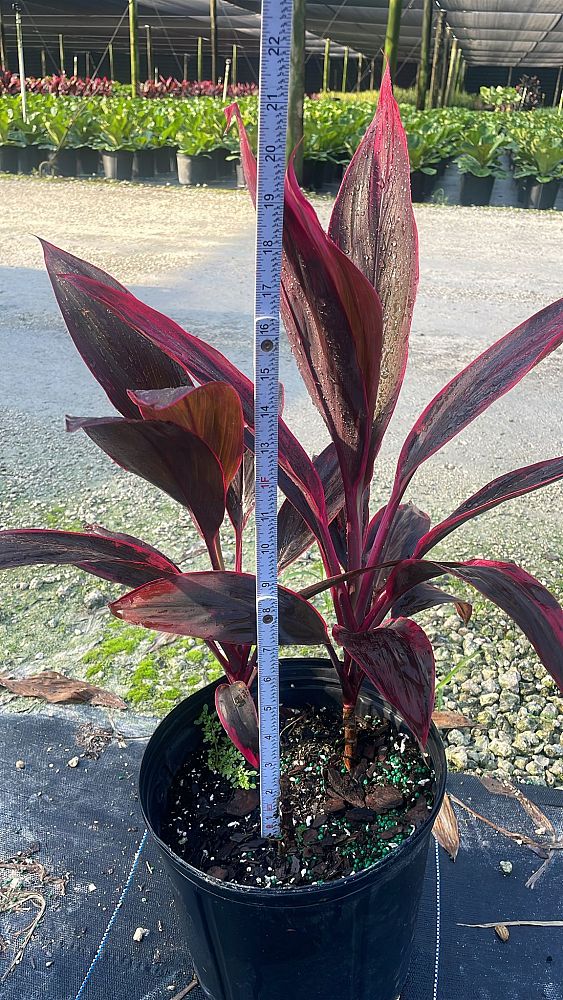 cordyline-fruticosa-red-sister-ti-plant-cordyline-terminalis-dracaena-terminalis