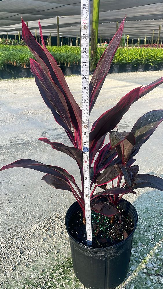 cordyline-fruticosa-red-sister-ti-plant-cordyline-terminalis-dracaena-terminalis