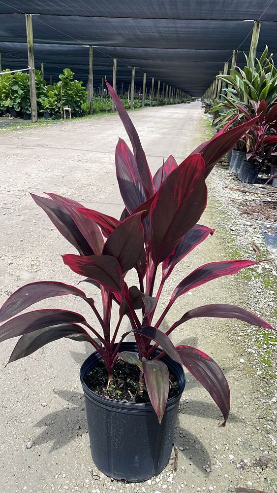cordyline-fruticosa-red-sister-ti-plant-cordyline-terminalis-dracaena-terminalis