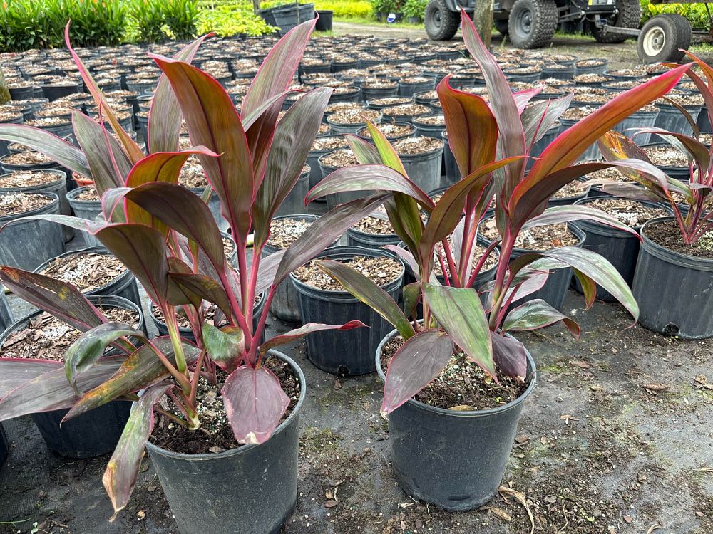 cordyline-fruticosa-red-sister-ti-plant-cordyline-terminalis-dracaena-terminalis