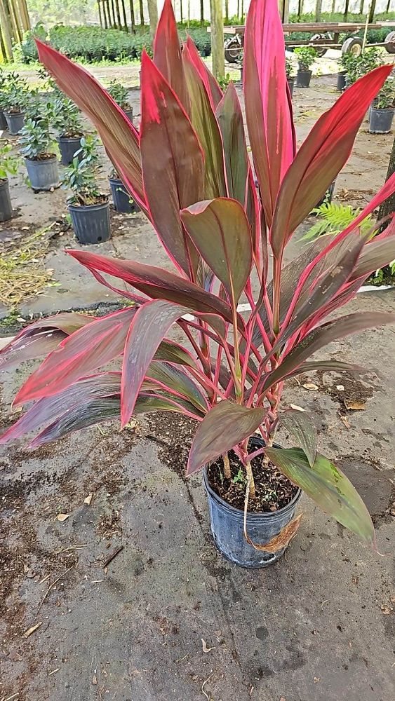 cordyline-fruticosa-red-sister-ti-plant-cordyline-terminalis-dracaena-terminalis