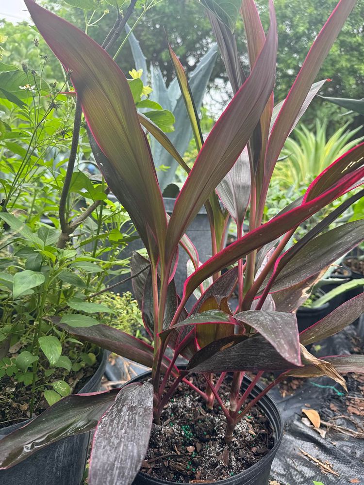 cordyline-fruticosa-red-sister-ti-plant-cordyline-terminalis-dracaena-terminalis