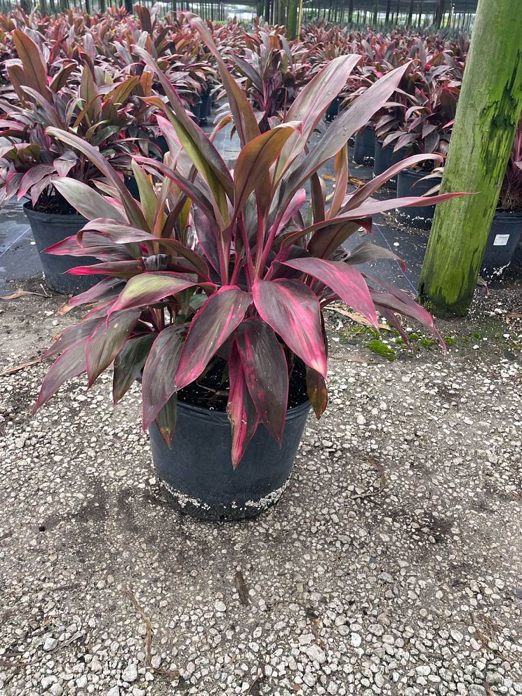 cordyline-fruticosa-red-sister-ti-plant-cordyline-terminalis-dracaena-terminalis