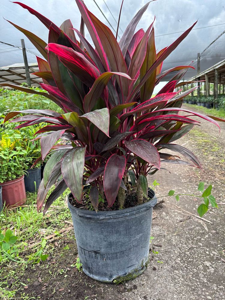 cordyline-fruticosa-red-sister-ti-plant-cordyline-terminalis-dracaena-terminalis