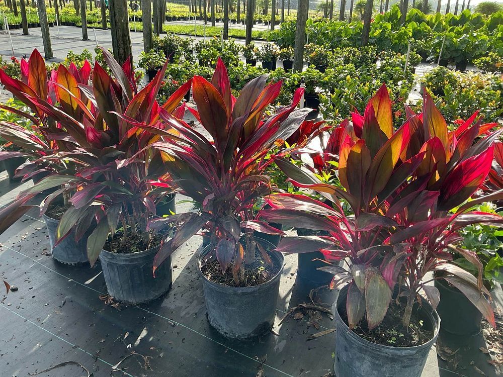 cordyline-fruticosa-red-sister-ti-plant-cordyline-terminalis-dracaena-terminalis