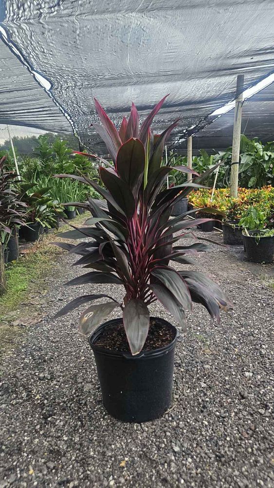 cordyline-fruticosa-red-sister-ti-plant-cordyline-terminalis-dracaena-terminalis