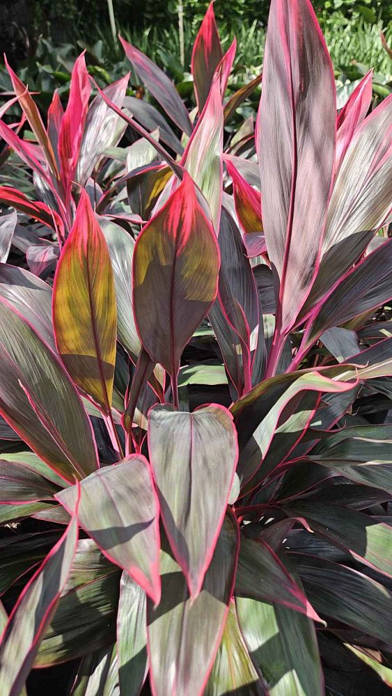 cordyline-fruticosa-red-sister-ti-plant-cordyline-terminalis-dracaena-terminalis