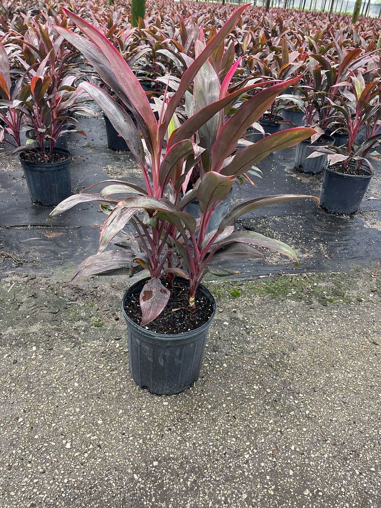 cordyline-fruticosa-red-sister-ti-plant-cordyline-terminalis-dracaena-terminalis
