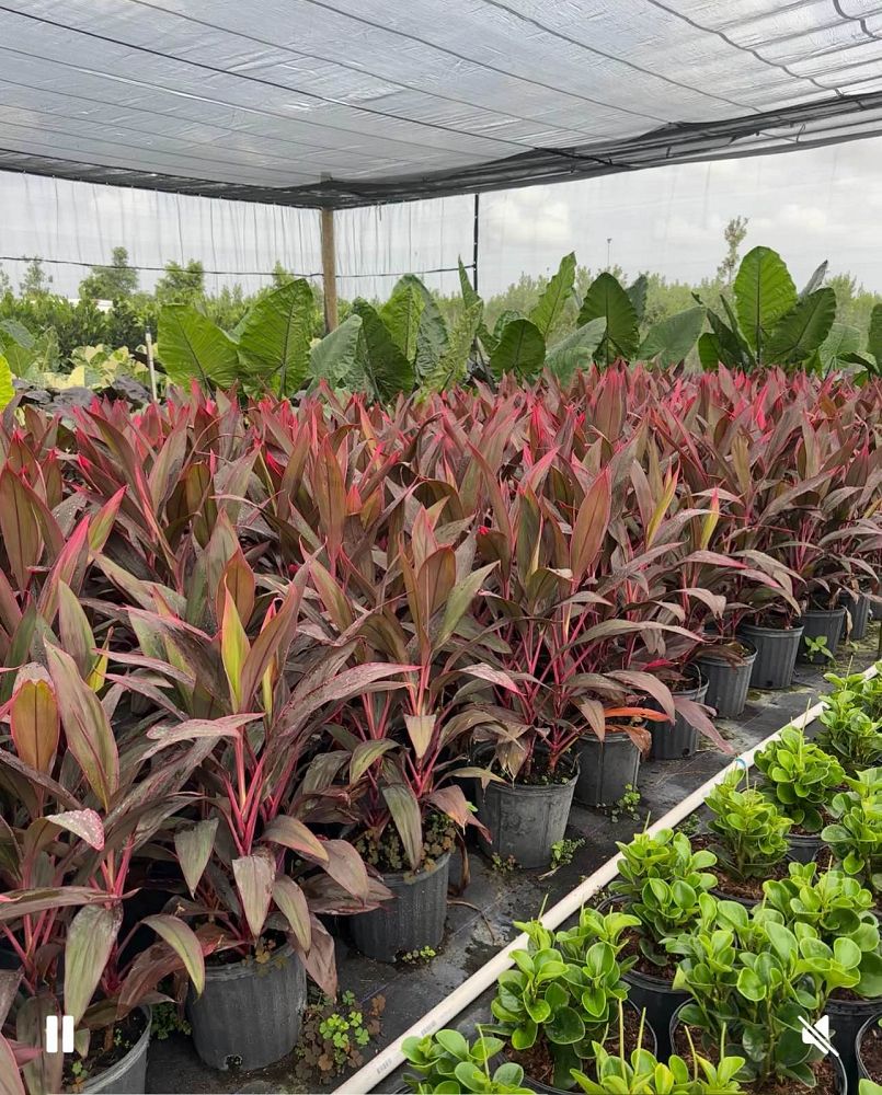 cordyline-fruticosa-red-sister-ti-plant-cordyline-terminalis-dracaena-terminalis
