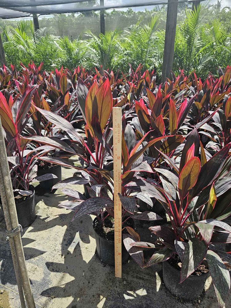 cordyline-fruticosa-red-sister-ti-plant-cordyline-terminalis-dracaena-terminalis