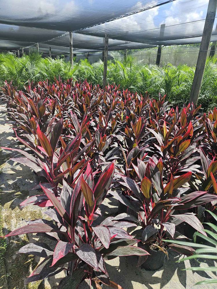 cordyline-fruticosa-red-sister-ti-plant-cordyline-terminalis-dracaena-terminalis