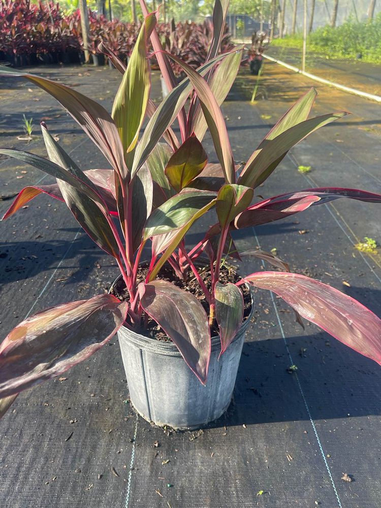cordyline-fruticosa-red-sister-ti-plant-cordyline-terminalis-dracaena-terminalis