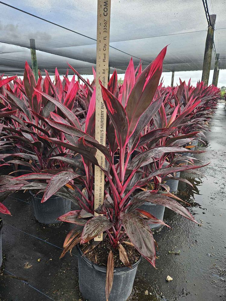 cordyline-fruticosa-red-sister-ti-plant-cordyline-terminalis-dracaena-terminalis