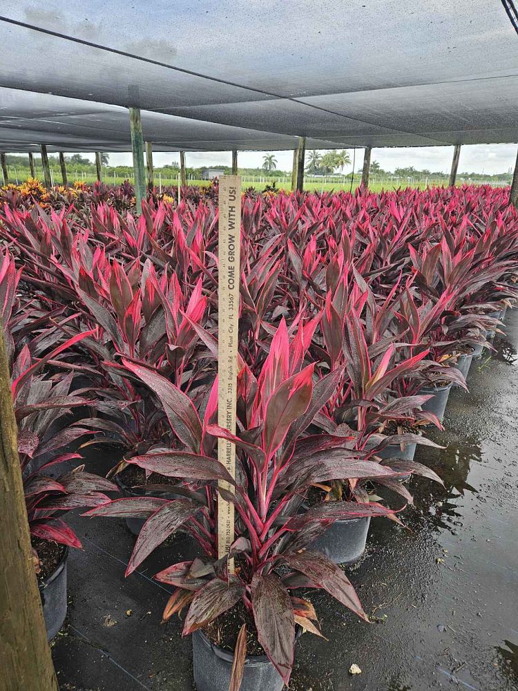 cordyline-fruticosa-red-sister-ti-plant-cordyline-terminalis-dracaena-terminalis