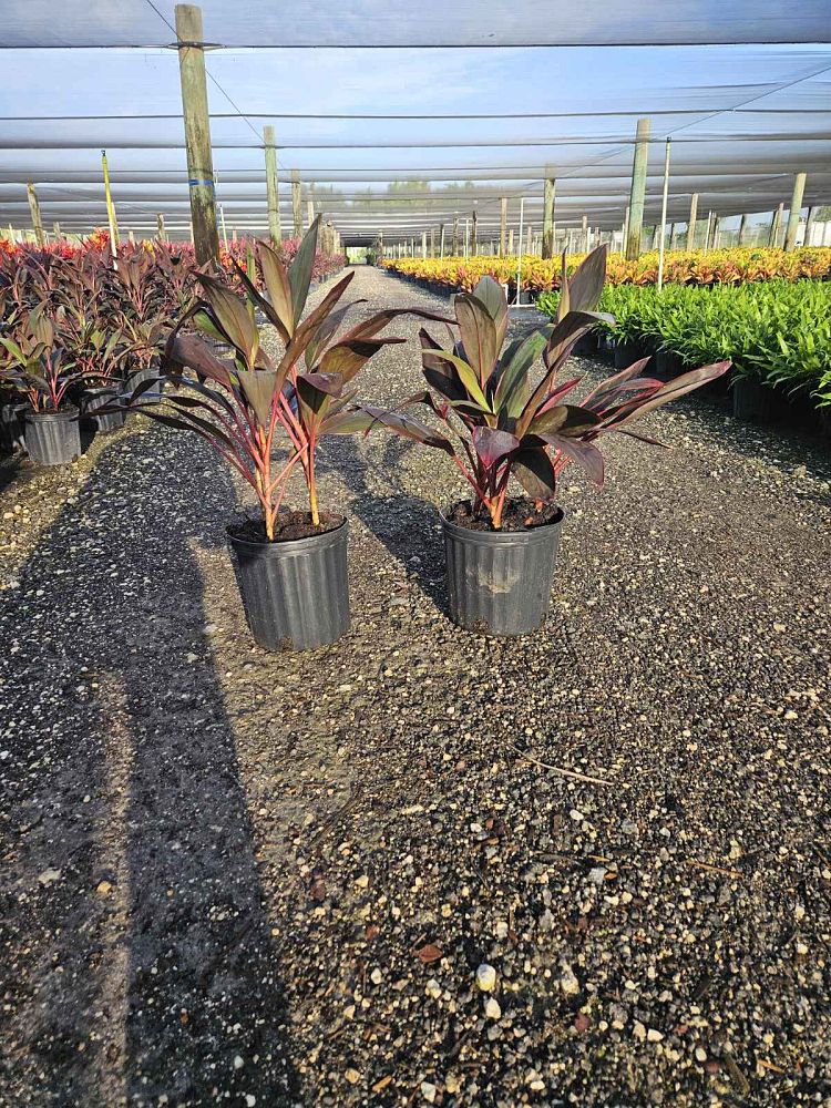 cordyline-fruticosa-red-sister-ti-plant-cordyline-terminalis-dracaena-terminalis