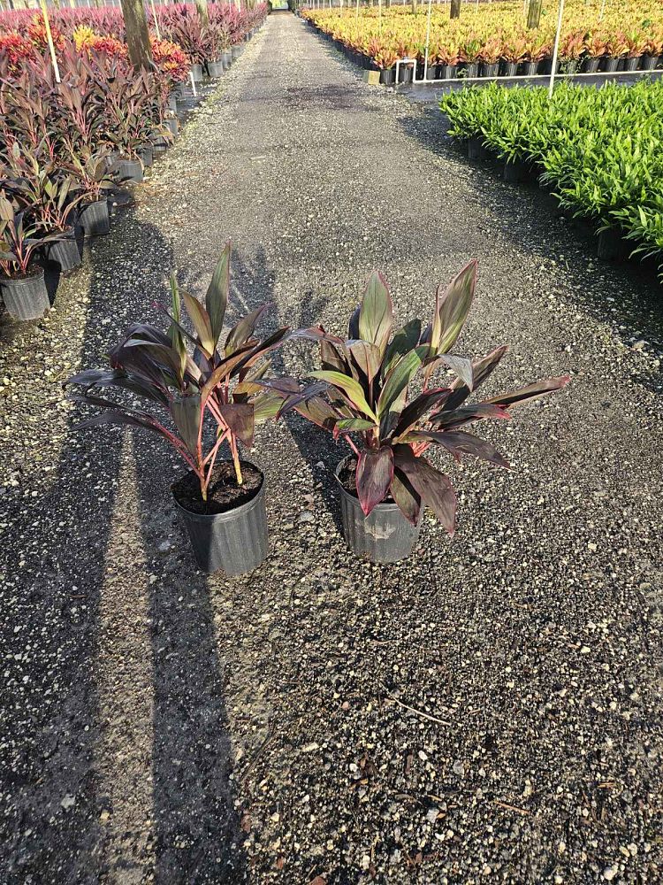 cordyline-fruticosa-red-sister-ti-plant-cordyline-terminalis-dracaena-terminalis
