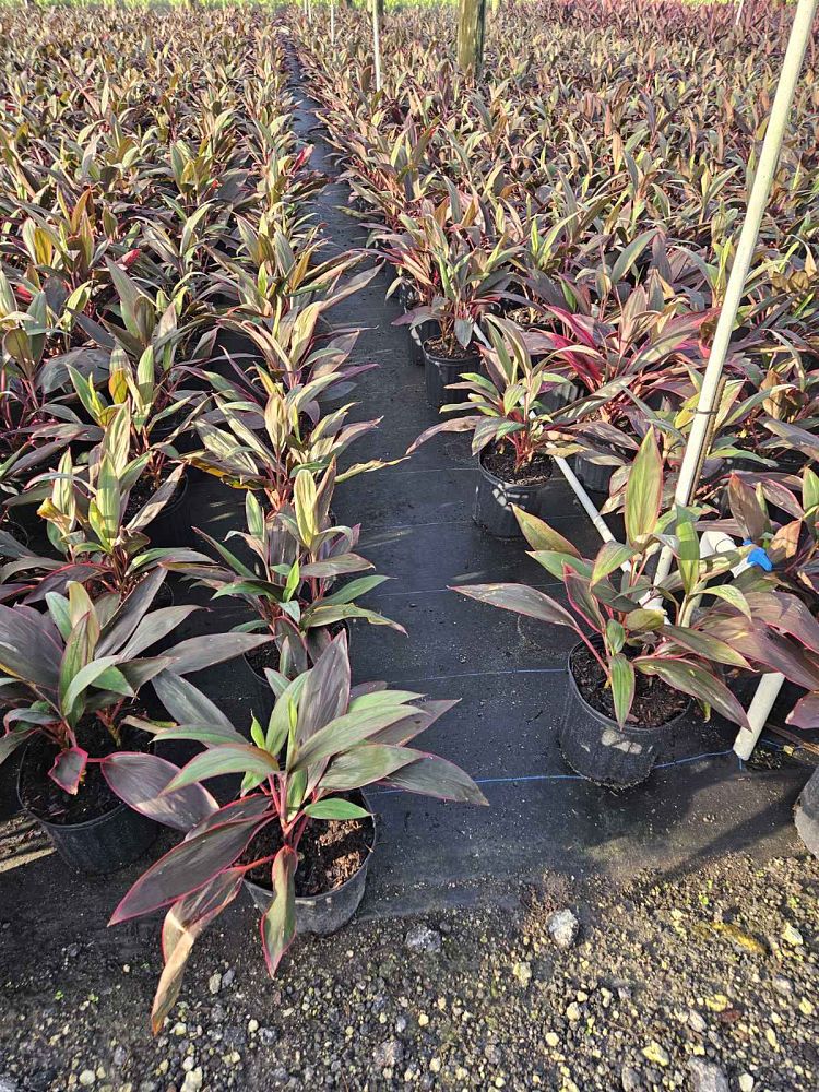 cordyline-fruticosa-red-sister-ti-plant-cordyline-terminalis-dracaena-terminalis