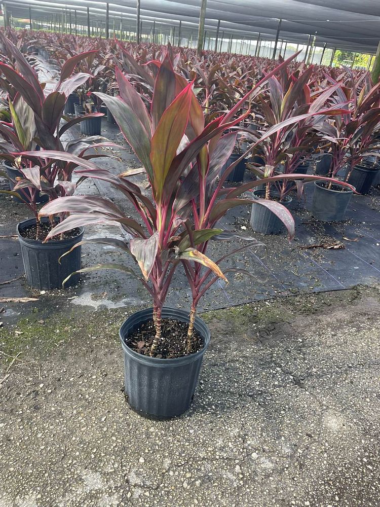 cordyline-fruticosa-red-sister-ti-plant-cordyline-terminalis-dracaena-terminalis