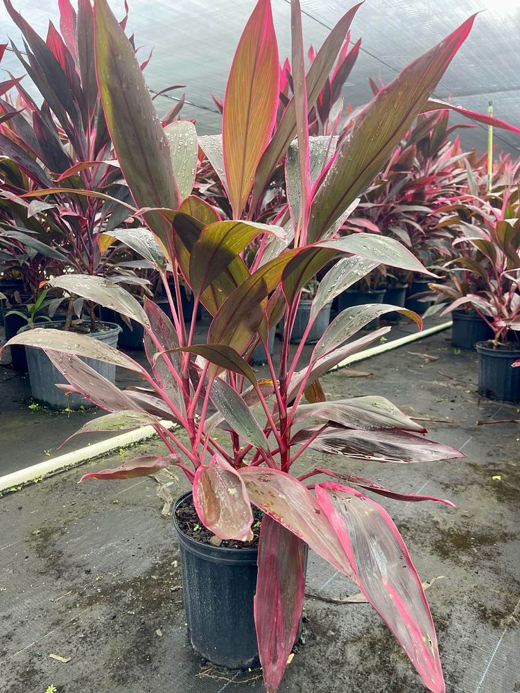 cordyline-fruticosa-red-sister-ti-plant-cordyline-terminalis-dracaena-terminalis