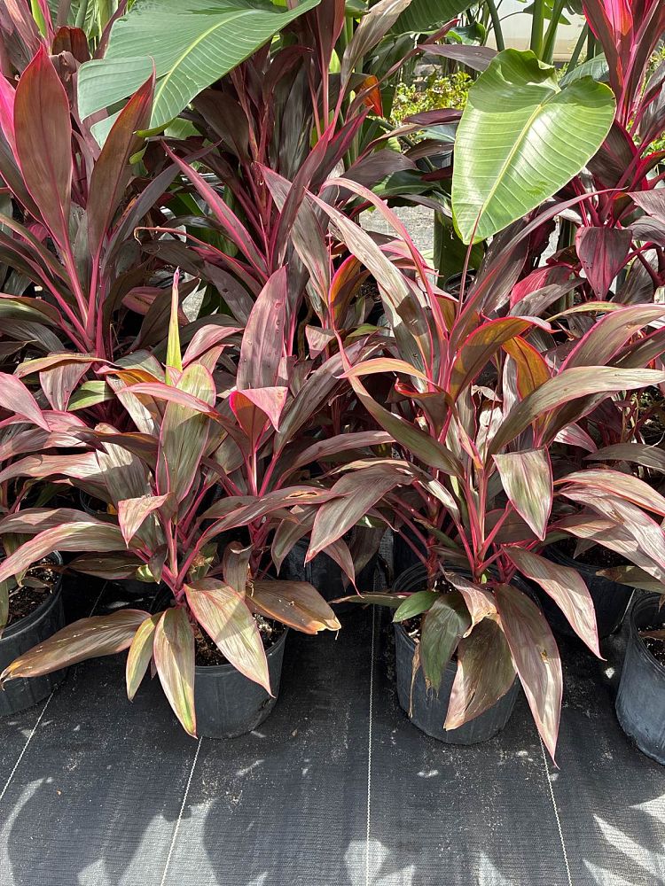 cordyline-fruticosa-red-sister-ti-plant-cordyline-terminalis-dracaena-terminalis