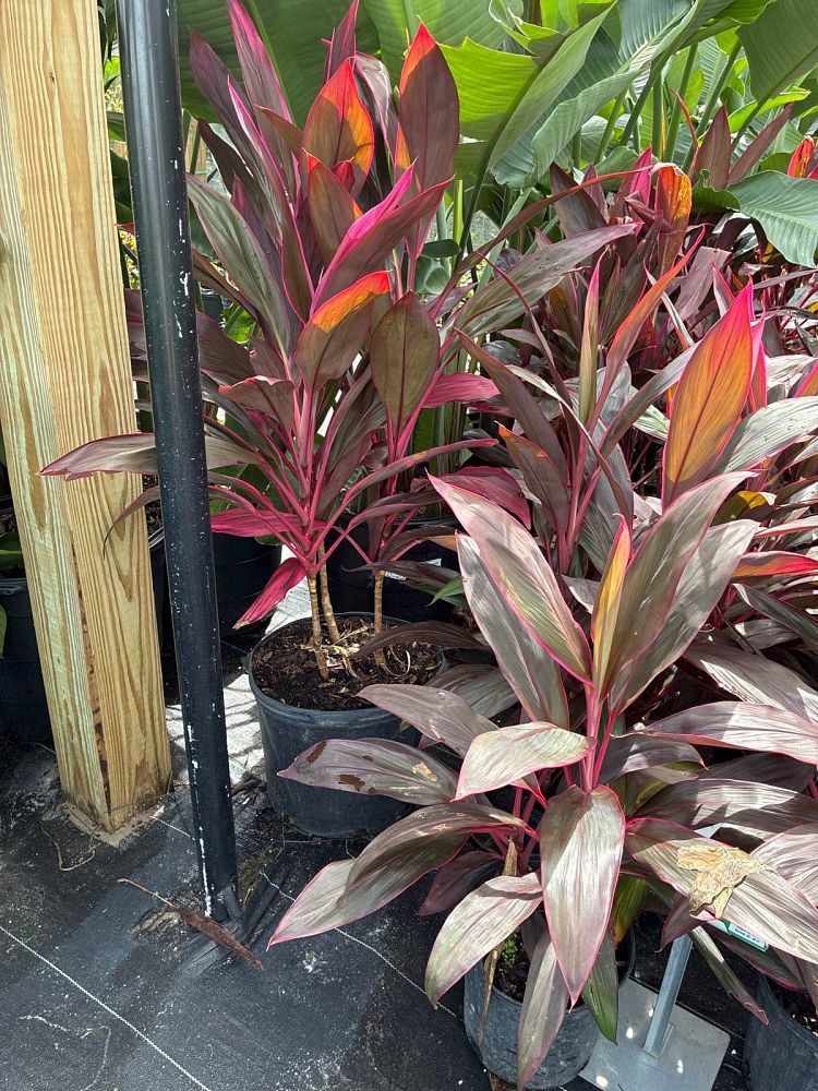 cordyline-fruticosa-red-sister-ti-plant-cordyline-terminalis-dracaena-terminalis