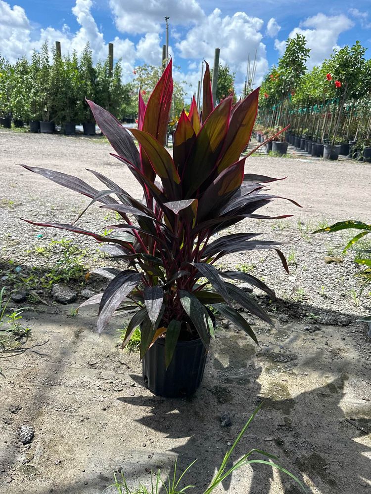 cordyline-fruticosa-red-sister-ti-plant-cordyline-terminalis-dracaena-terminalis