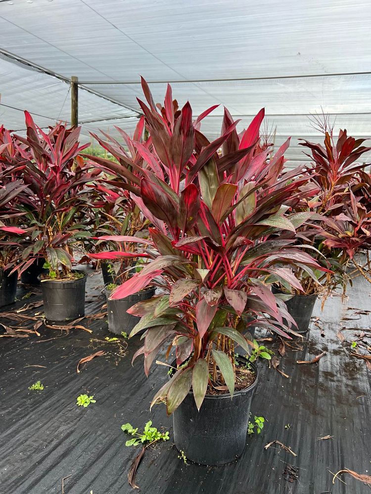 cordyline-fruticosa-red-sister-ti-plant-cordyline-terminalis-dracaena-terminalis