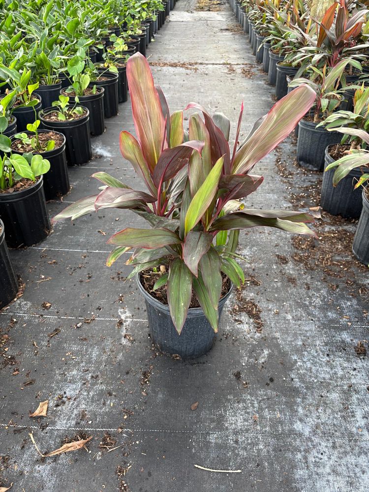 cordyline-fruticosa-red-sister-ti-plant-cordyline-terminalis-dracaena-terminalis