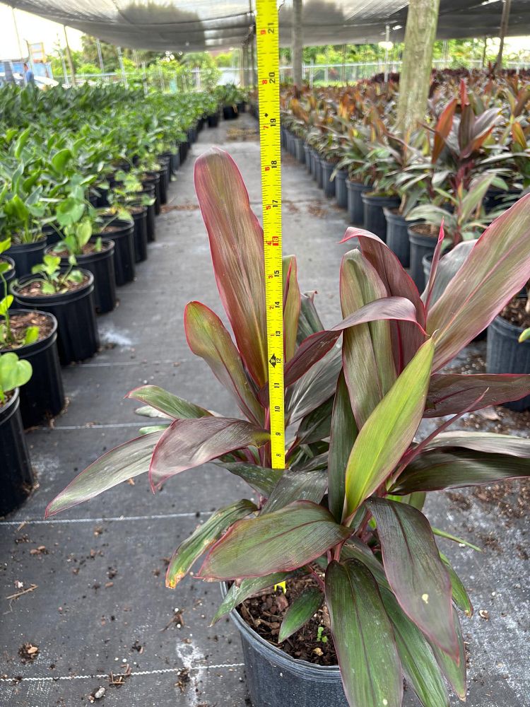 cordyline-fruticosa-red-sister-ti-plant-cordyline-terminalis-dracaena-terminalis