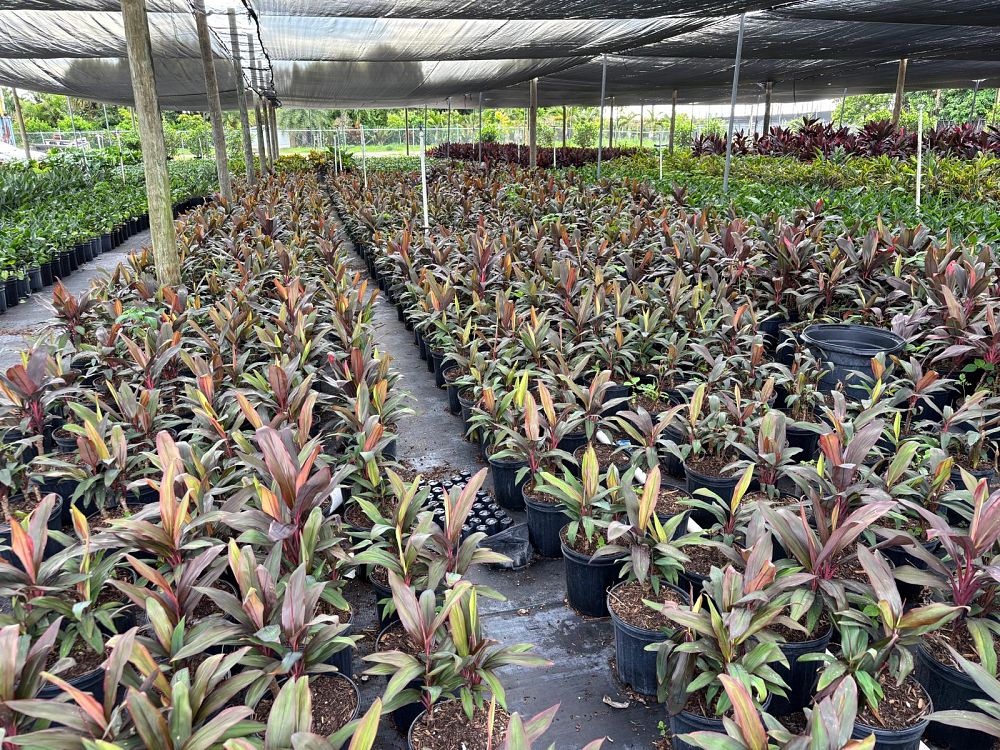 cordyline-fruticosa-red-sister-ti-plant-cordyline-terminalis-dracaena-terminalis