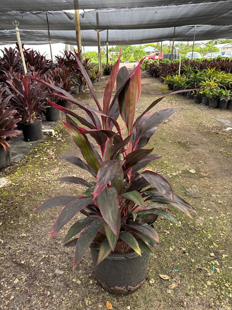 cordyline-fruticosa-red-sister-ti-plant-cordyline-terminalis-dracaena-terminalis