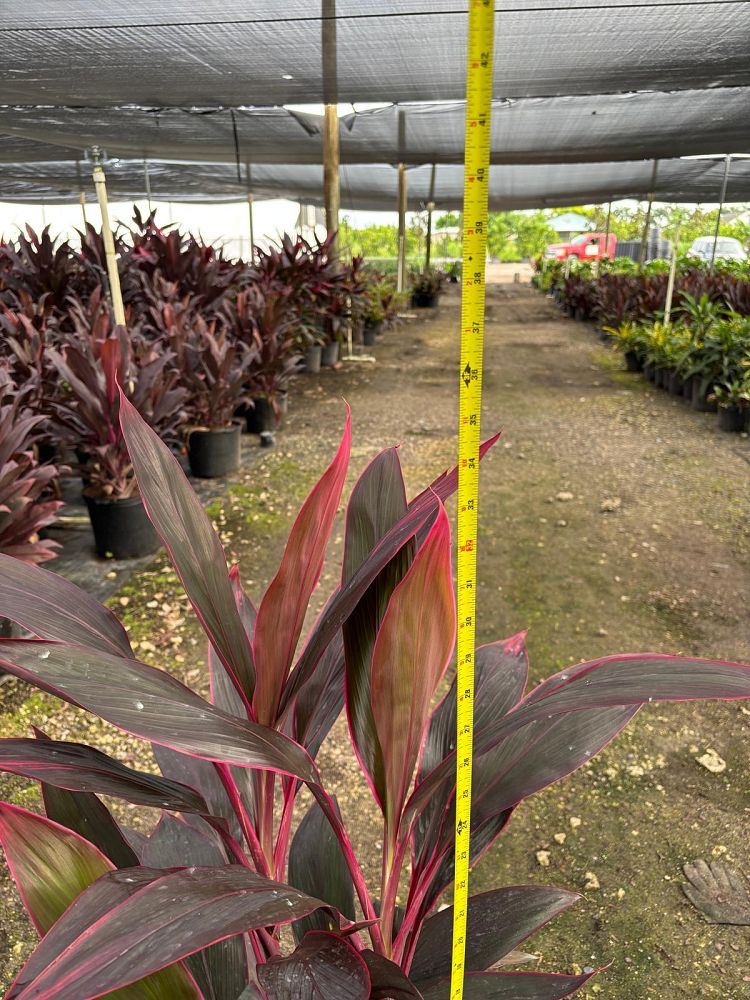 cordyline-fruticosa-red-sister-ti-plant-cordyline-terminalis-dracaena-terminalis