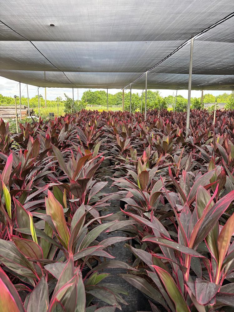 cordyline-fruticosa-red-sister-ti-plant-cordyline-terminalis-dracaena-terminalis