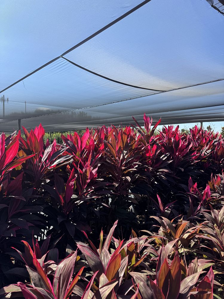 cordyline-fruticosa-red-sister-ti-plant-cordyline-terminalis-dracaena-terminalis