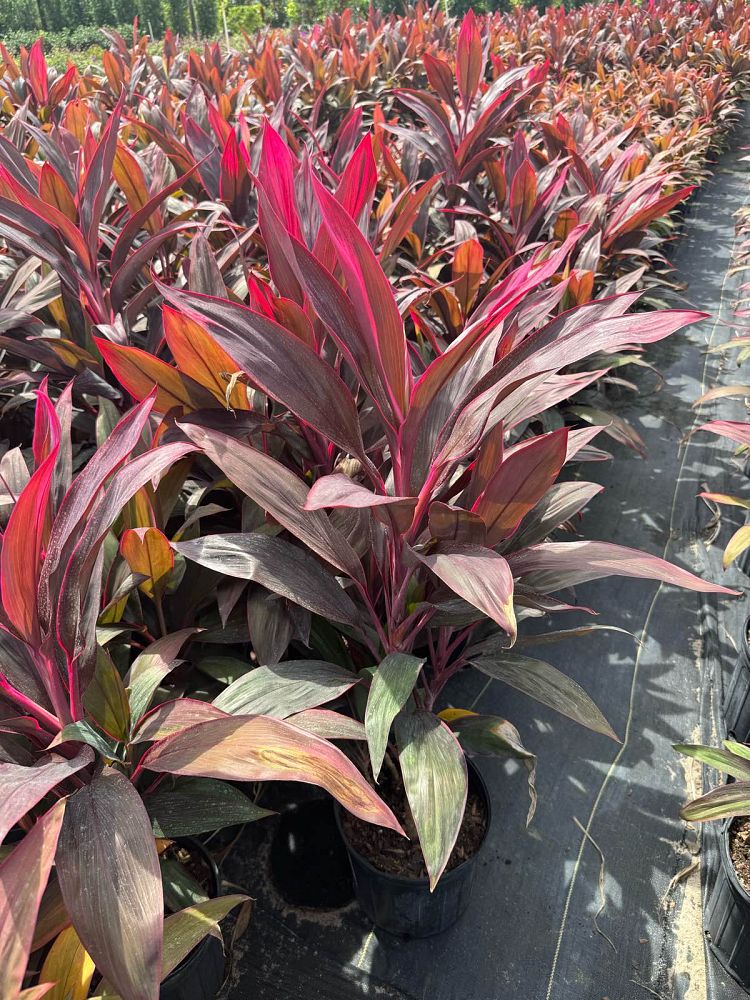 cordyline-fruticosa-red-sister-ti-plant-cordyline-terminalis-dracaena-terminalis