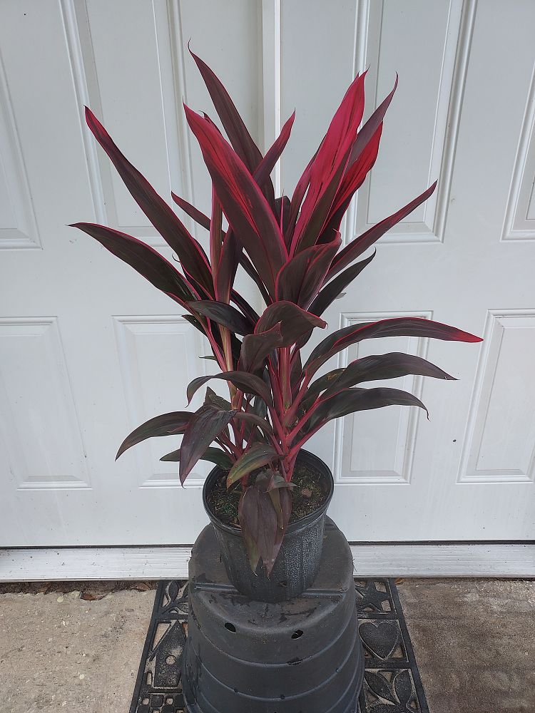 cordyline-fruticosa-red-sister-ti-plant-cordyline-terminalis-dracaena-terminalis