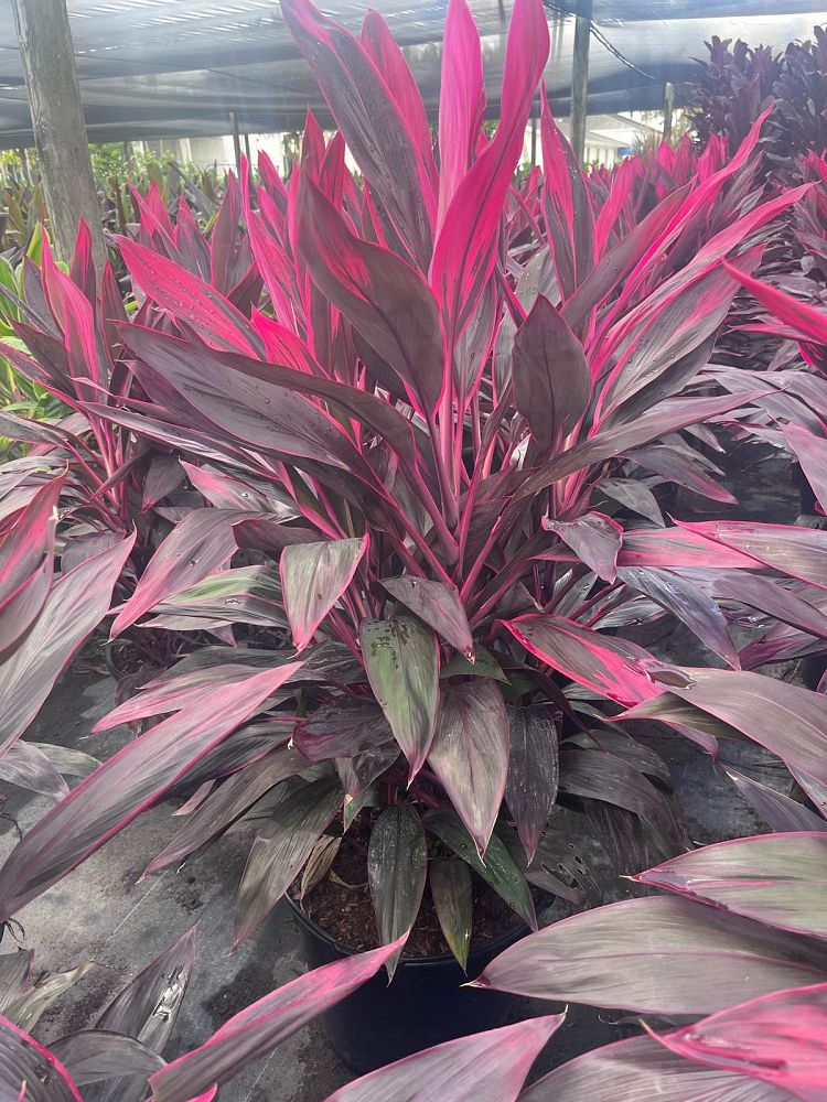 cordyline-fruticosa-red-sister-ti-plant-cordyline-terminalis-dracaena-terminalis
